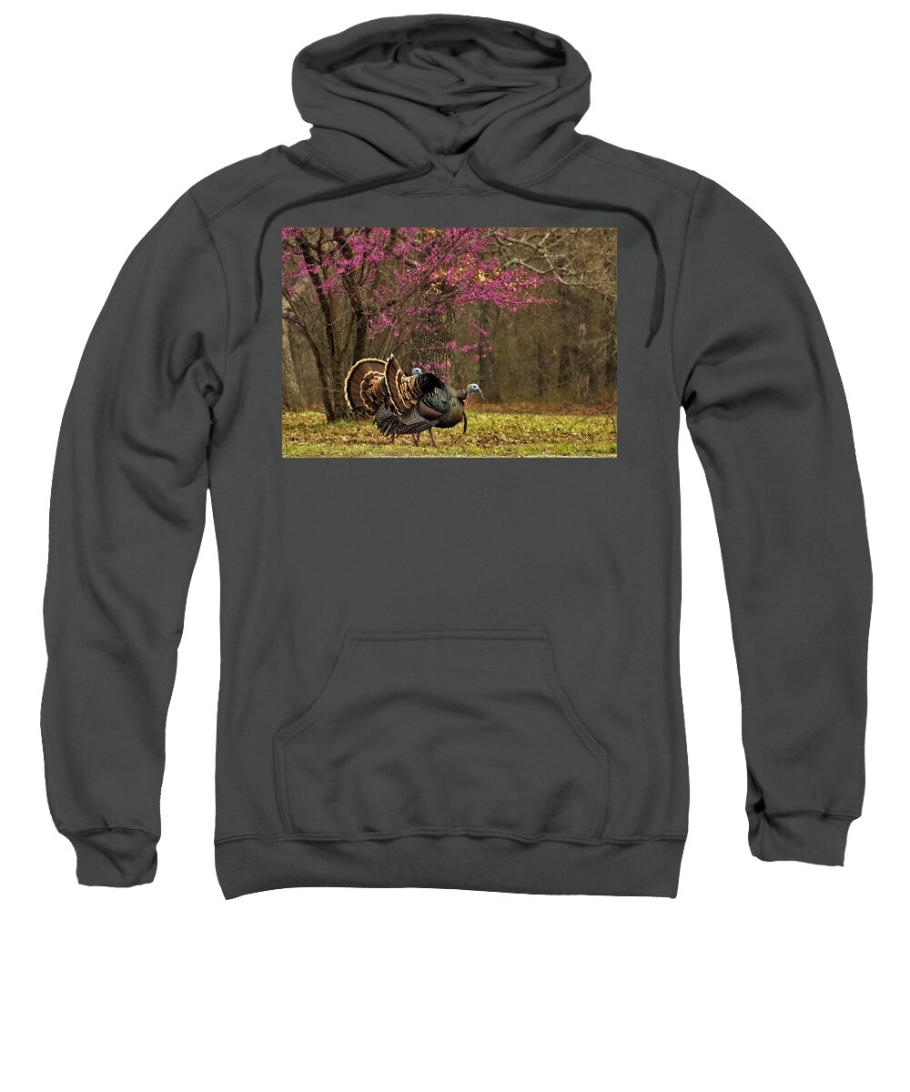 Nature Sweatshirt featuring the photograph Two Tom Turkey and Redbud tree by Sheila Brown