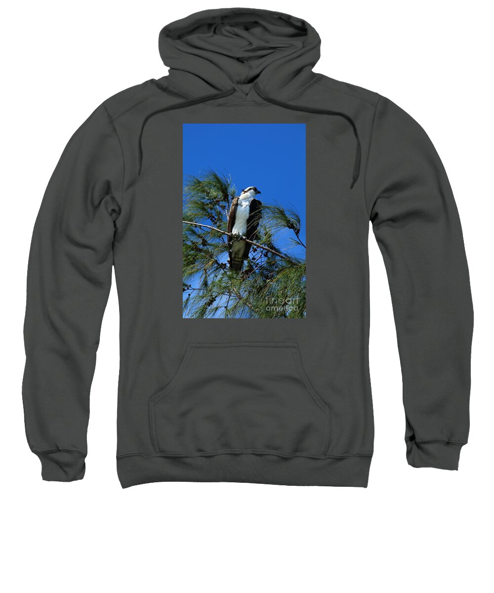 Osprey Sweatshirt featuring the photograph Under Watchful Eyes by Christiane Schulze Art And Photography