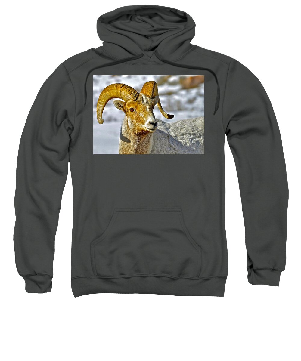 Bighorn Sheep Sweatshirt featuring the photograph Up Close But Not Personal by Don Mercer