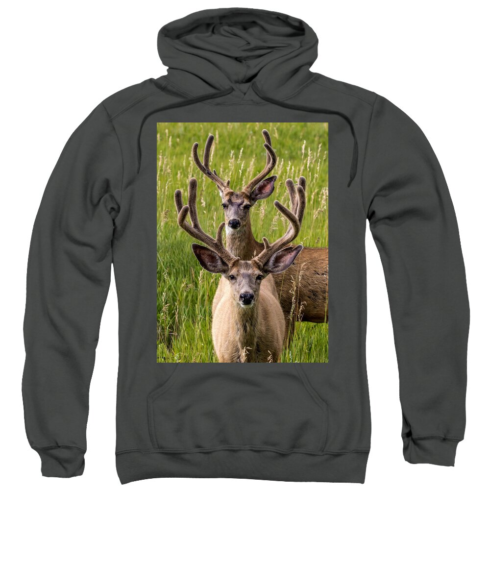 Animals Sweatshirt featuring the photograph Velvet Bucks by Dawn Key