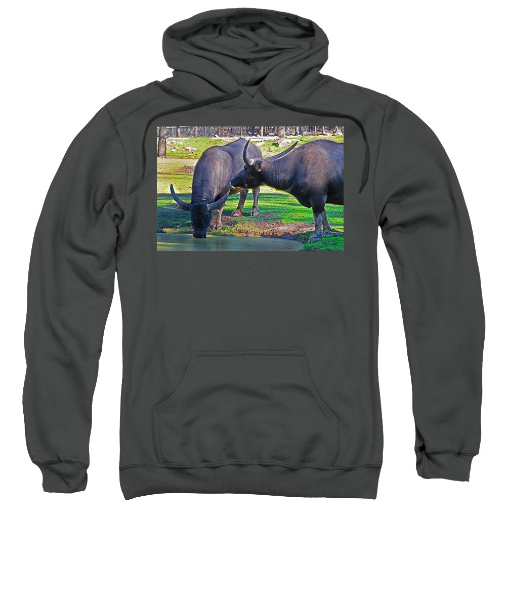 Asian Water Sweatshirt featuring the photograph Watching 2 Water Buffalos 1 Water Buffalo Watching Me by Miroslava Jurcik