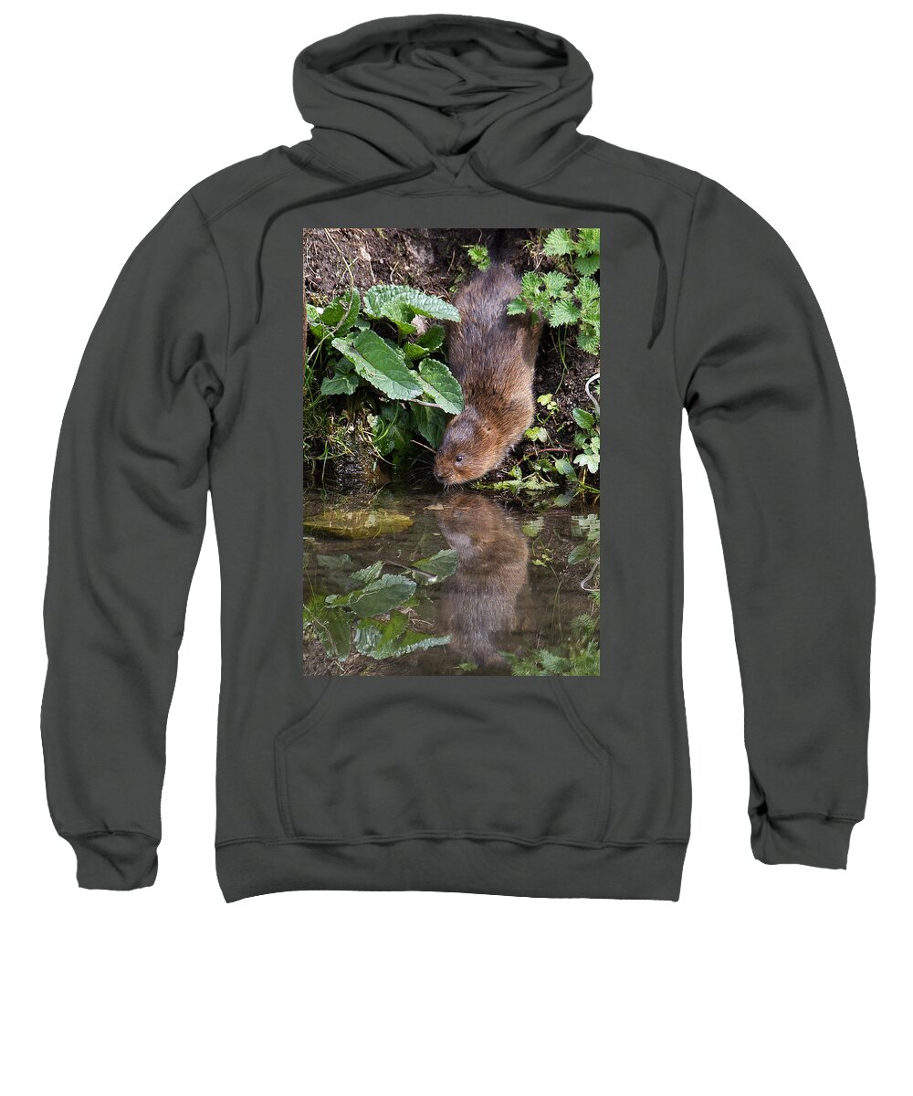 Water Vole Sweatshirt featuring the photograph Water Vole by Bob Kemp