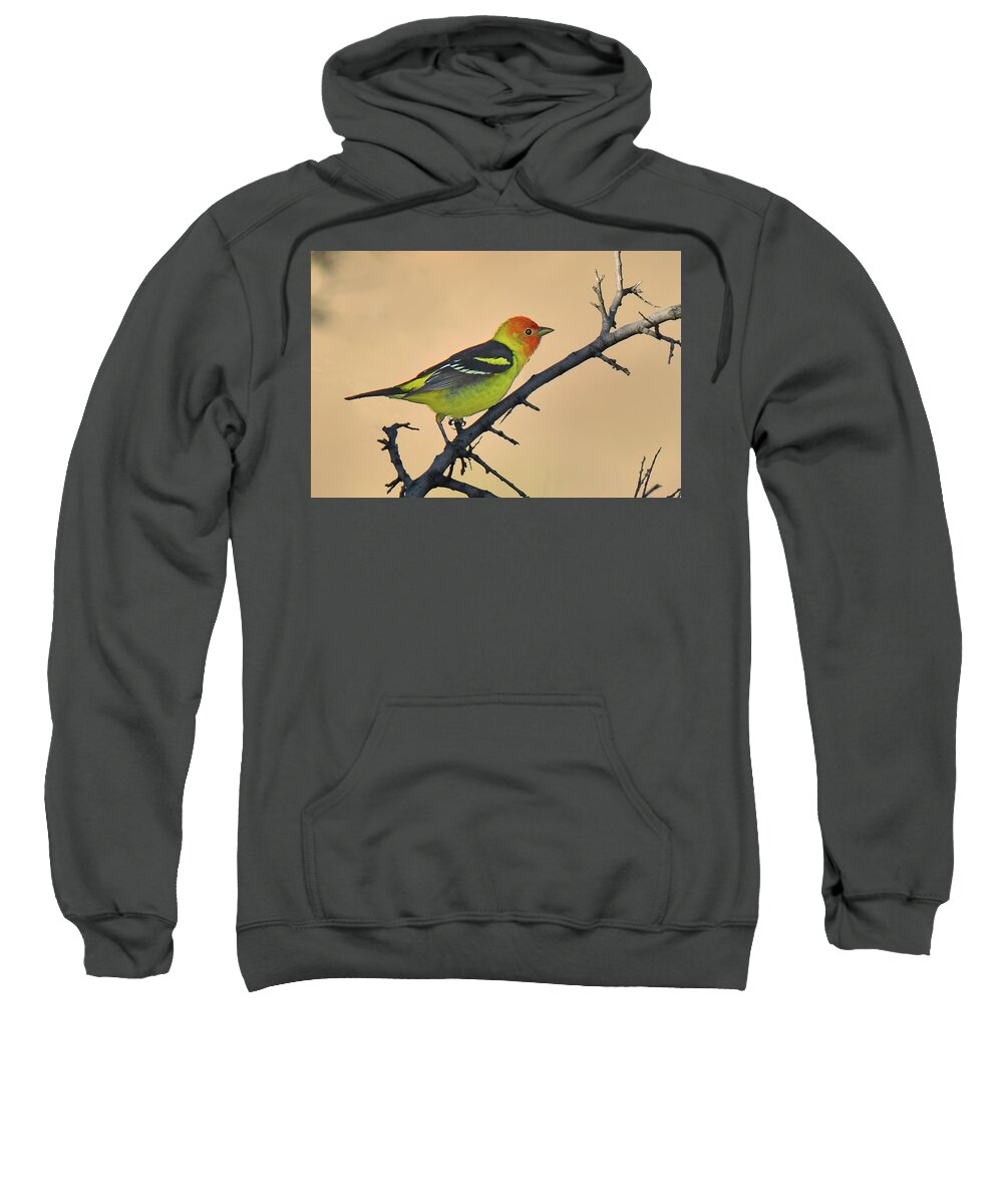 Bird Sweatshirt featuring the photograph Western Tanager by Alan Lenk
