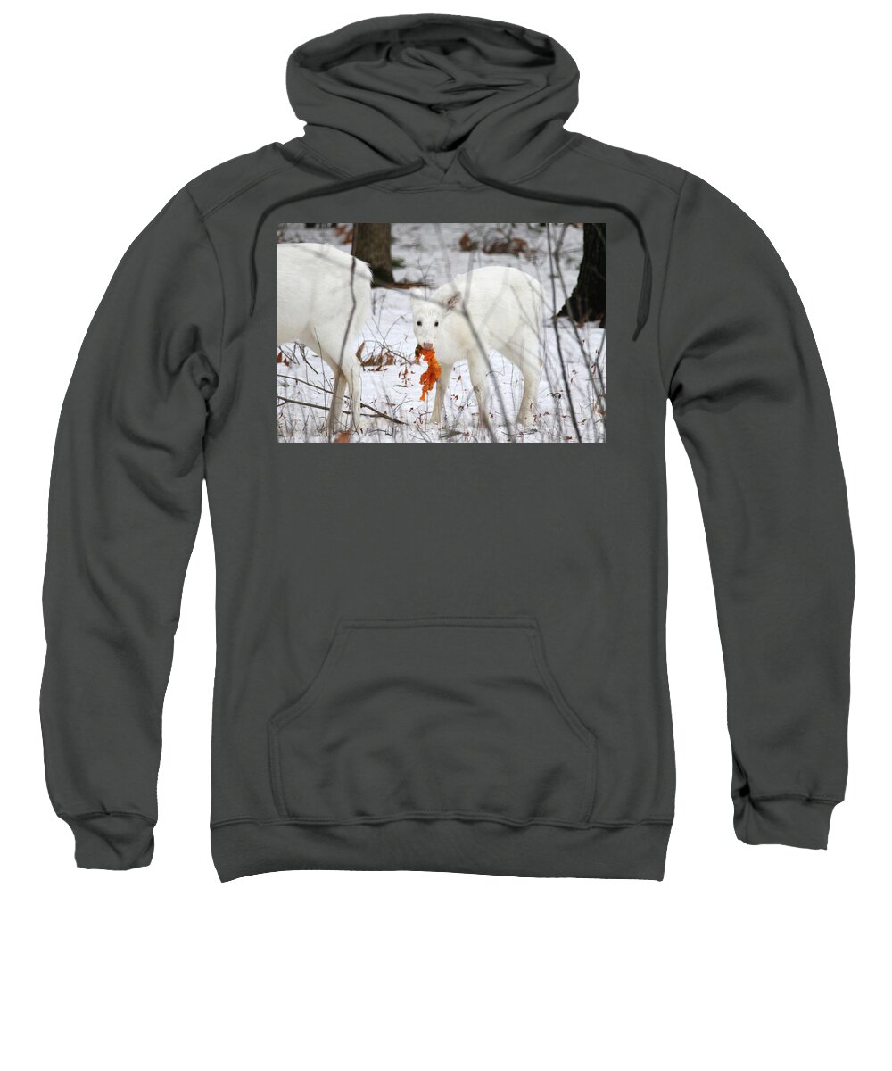 White Sweatshirt featuring the photograph White Deer With Squash 5 by Brook Burling