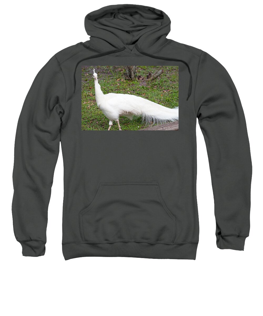 Peacock Sweatshirt featuring the photograph White Peacock by Kenneth Albin