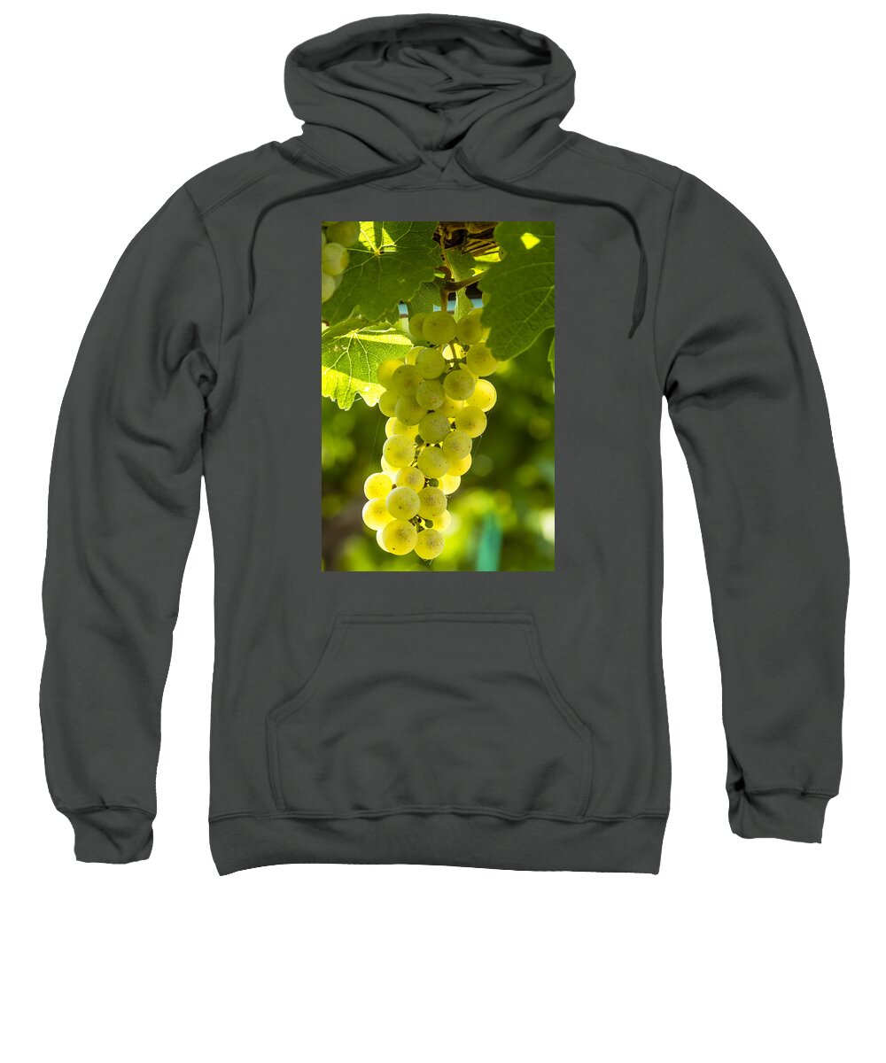 Colorado Vineyard Sweatshirt featuring the photograph White Wine Grapes Lit By the Sun by Teri Virbickis