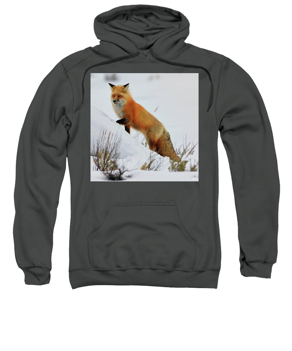 Red Fox Sweatshirt featuring the photograph Winter Fox by Greg Norrell