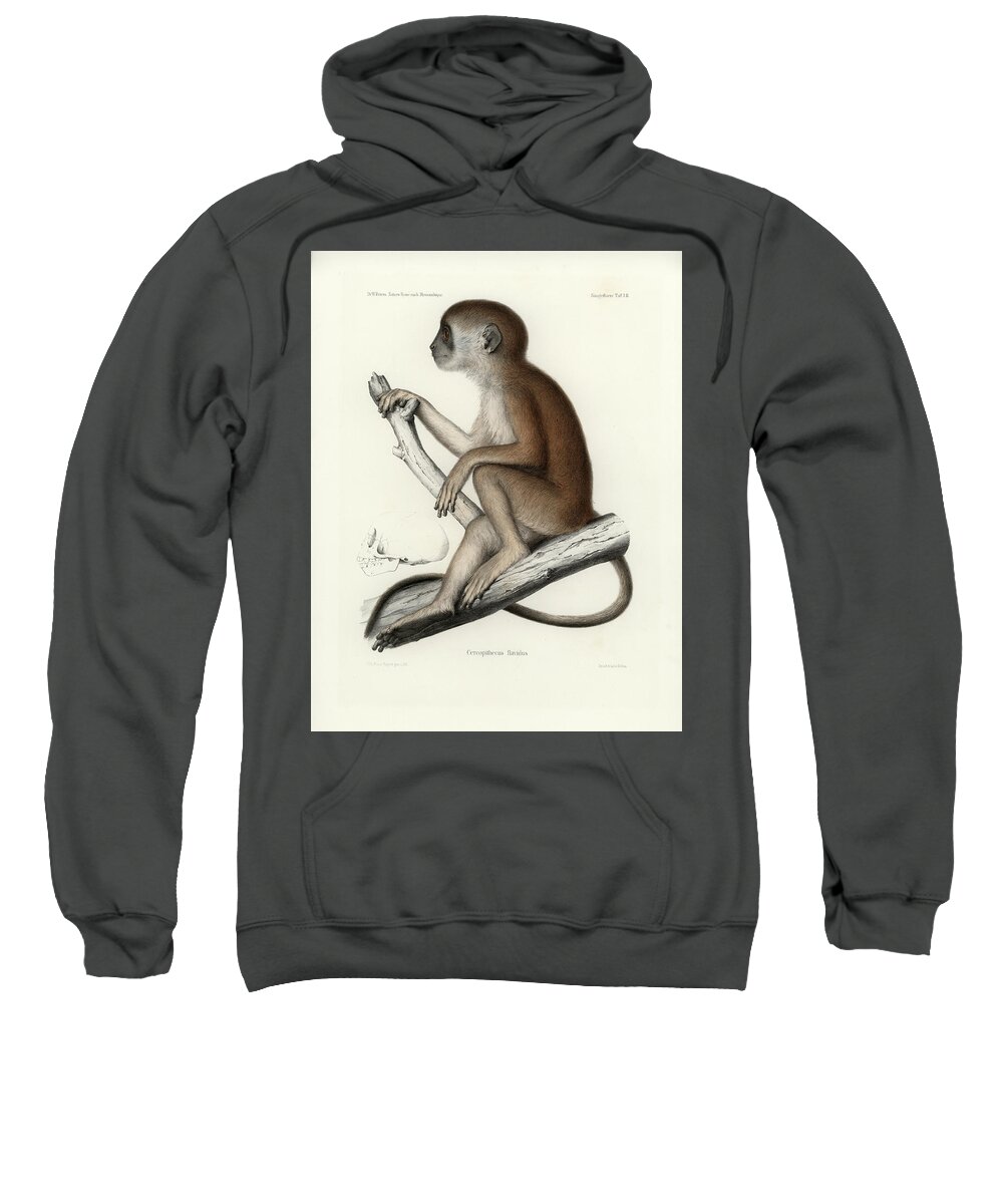 Yellow Baboon Sweatshirt featuring the drawing Yellow Baboon, Papio cynocephalus by J D L Franz Wagner