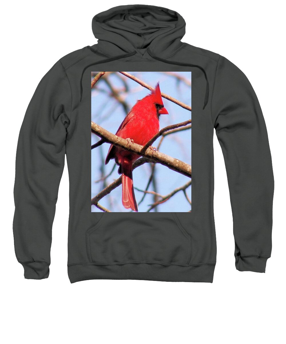 Birds Sweatshirt featuring the photograph Cardinal in Winter by Karen Stansberry