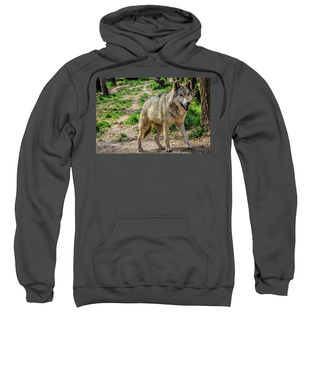 2015 Sweatshirt featuring the photograph Eurasian wolf #1 by Tito Slack