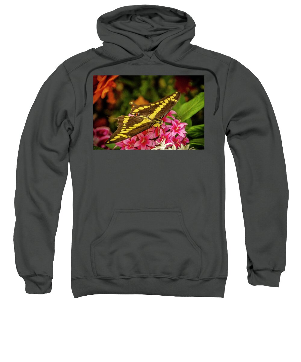 Butterfly Jungle Sweatshirt featuring the photograph Giant Swallowtail Butterfly #1 by Donald Pash