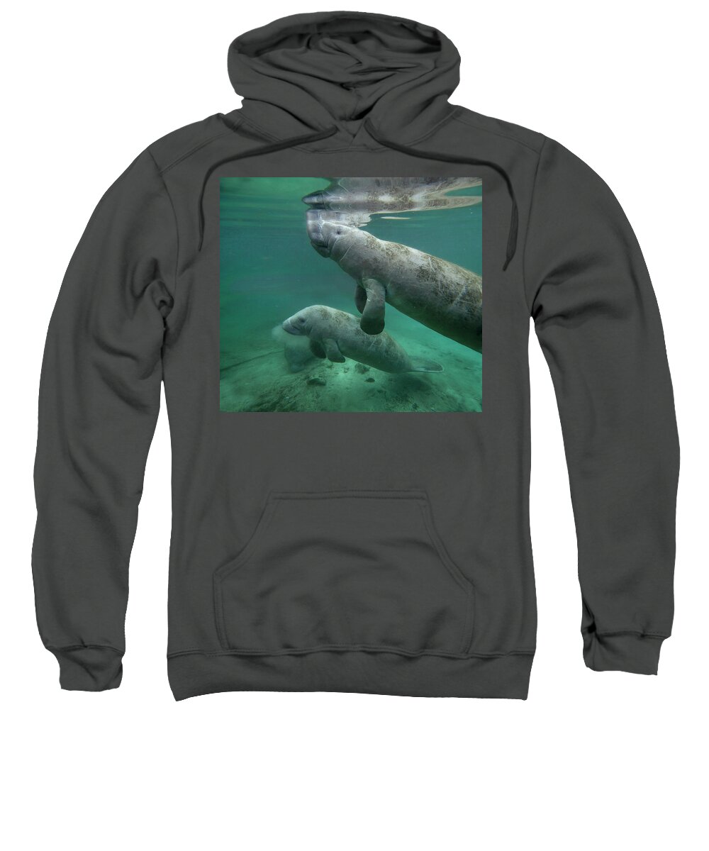 00544893 Sweatshirt featuring the photograph Manatee Mother And Calf, Crystal River, Florida #1 by Tim Fitzharris