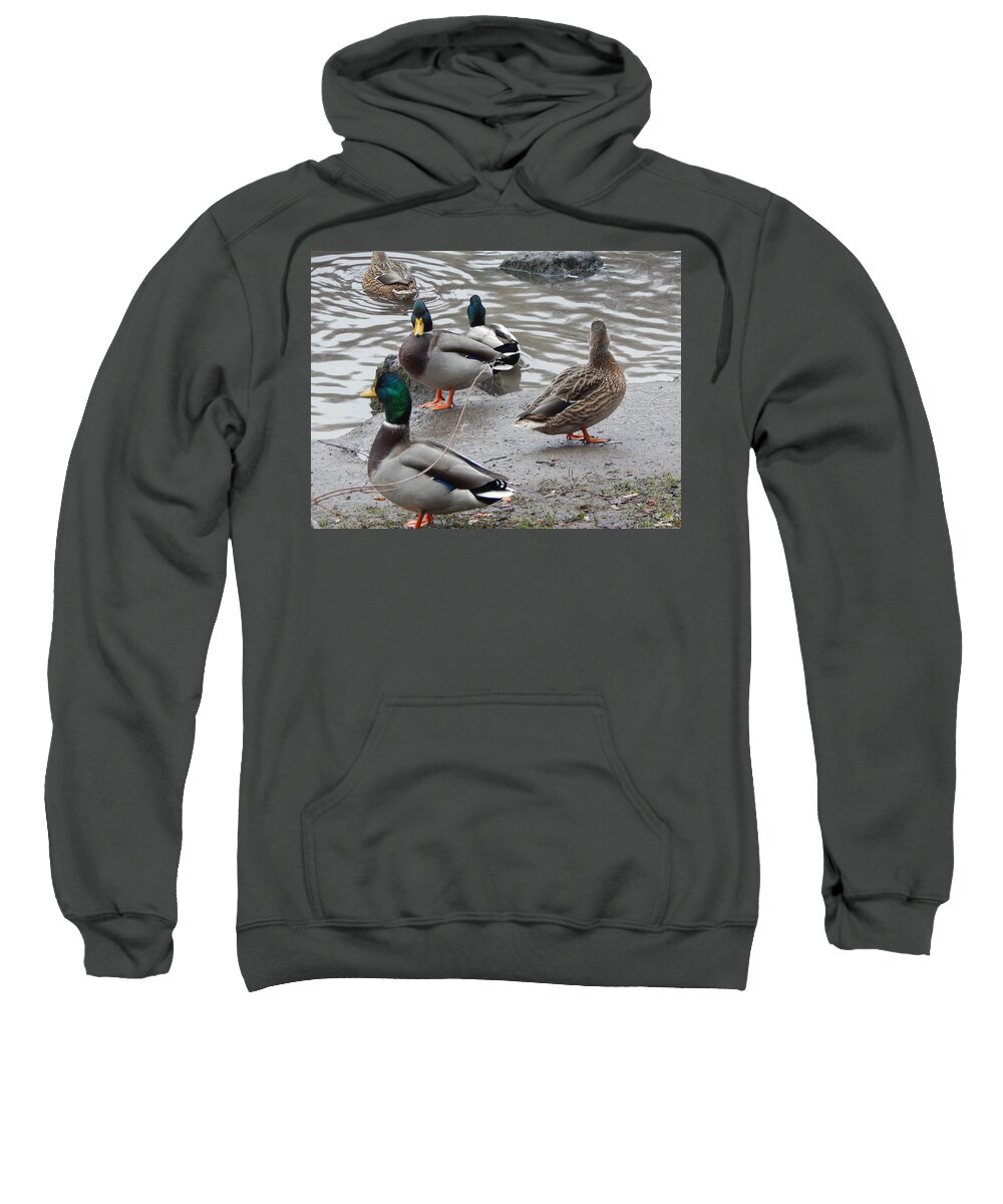 Nature Sweatshirt featuring the photograph Park late autumn leaves and animals #1 by Oleg Prokopenko