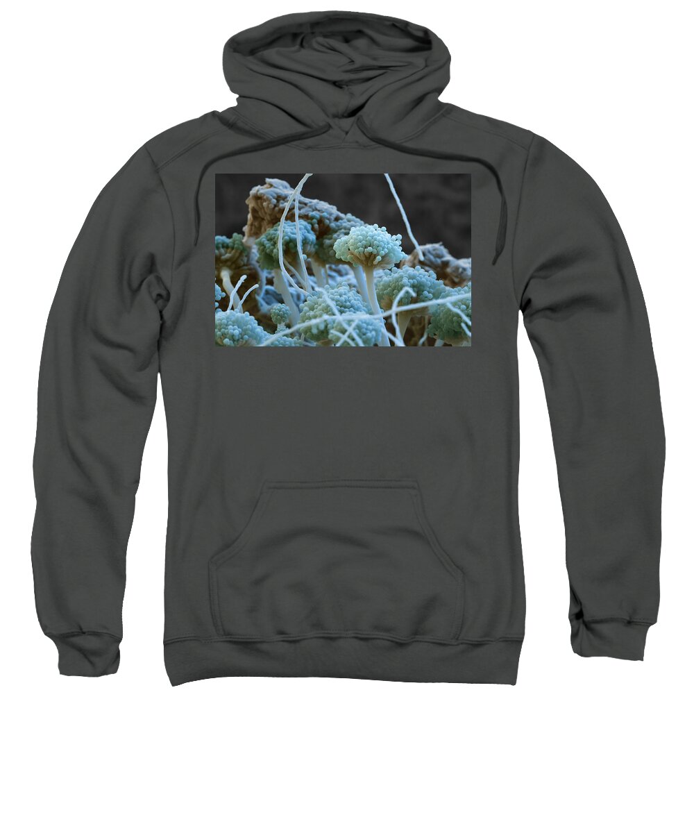 Aspergillus Sweatshirt featuring the photograph Sem Of Emericella Nidulans Fungus #1 by Meckes/ottawa