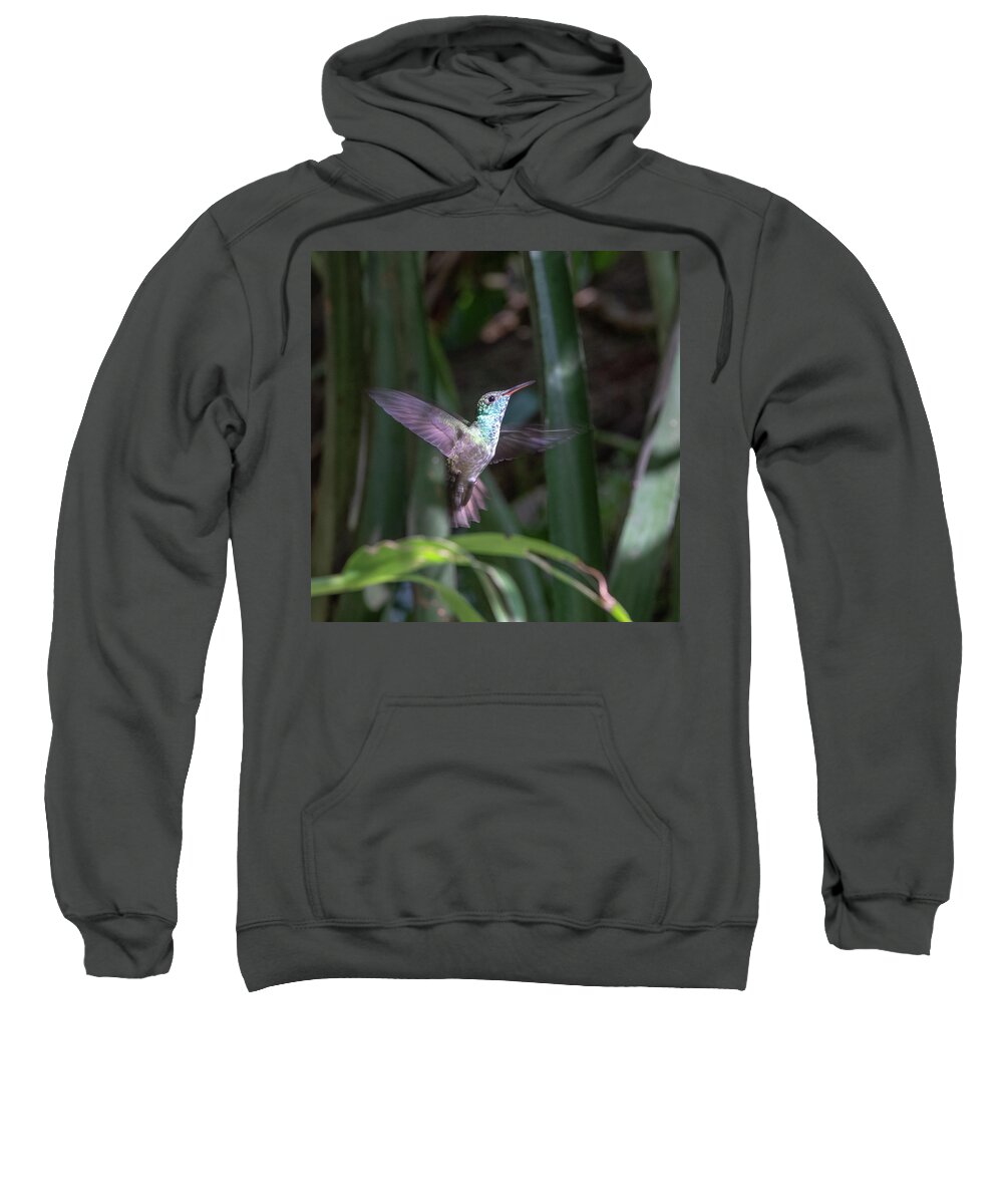 Amazilia Versicolor Sweatshirt featuring the photograph Versicolored emerald hummingbird hovers #1 by Mark Hunter