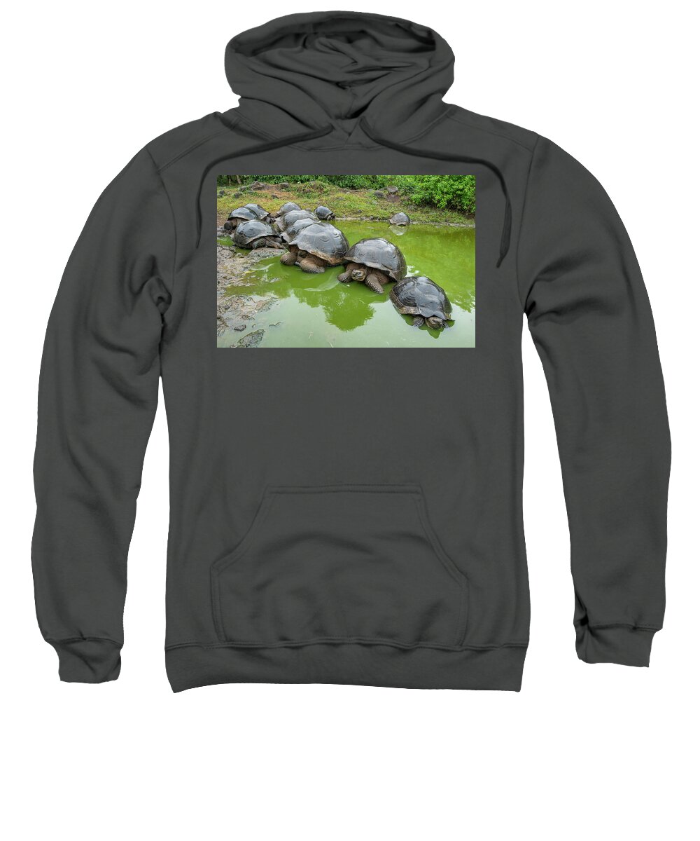 Animal Sweatshirt featuring the photograph Creep Of Indefatigable Island Tortoises #2 by Tui De Roy