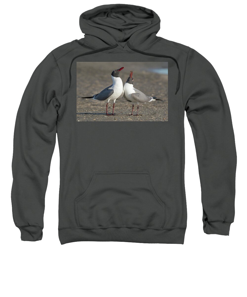 American Fauna Sweatshirt featuring the photograph Courtship Of Laughing Gulls #3 by Ivan Kuzmin