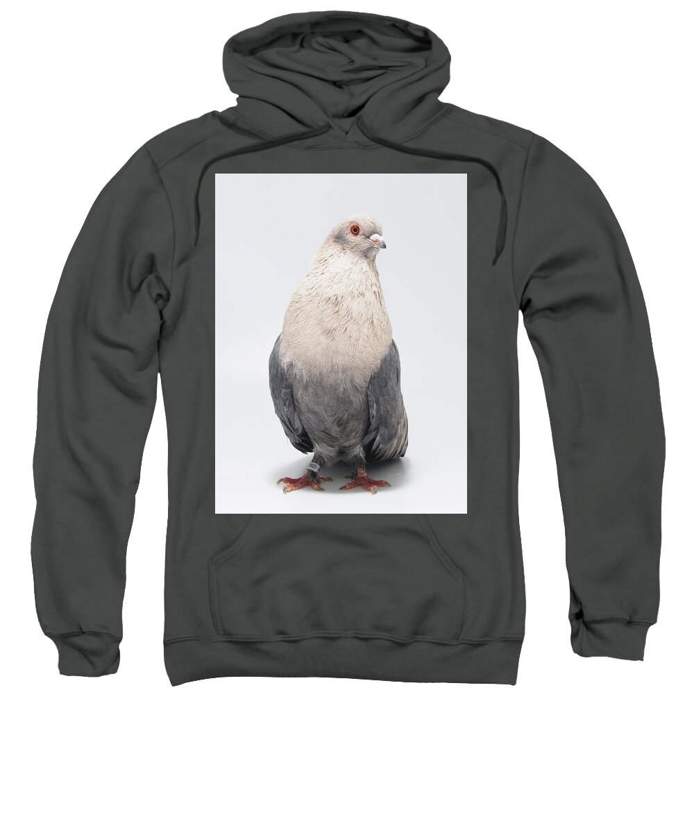Pigeon Sweatshirt featuring the photograph Egyptian Swift Kazghndy Pigeon by Nathan Abbott