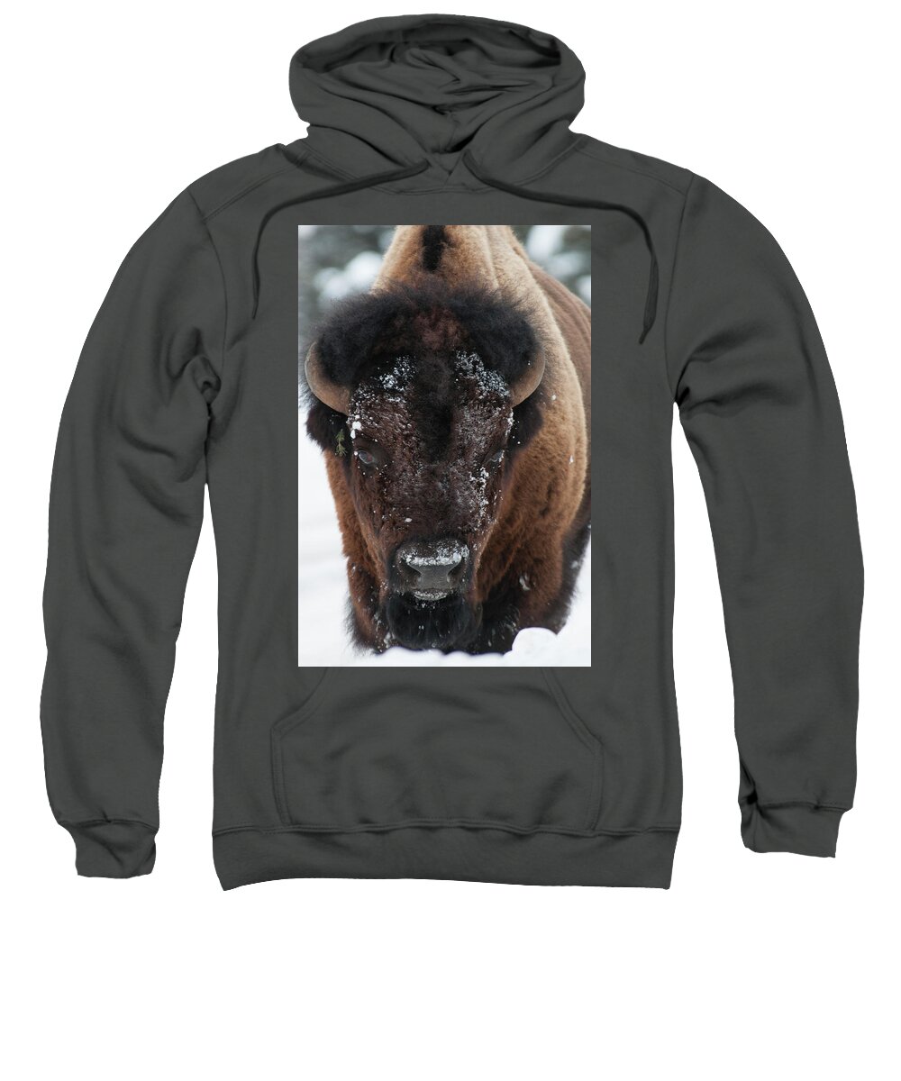 Bison Sweatshirt featuring the photograph American Bison - Winter in Yellowstone by Frank Madia