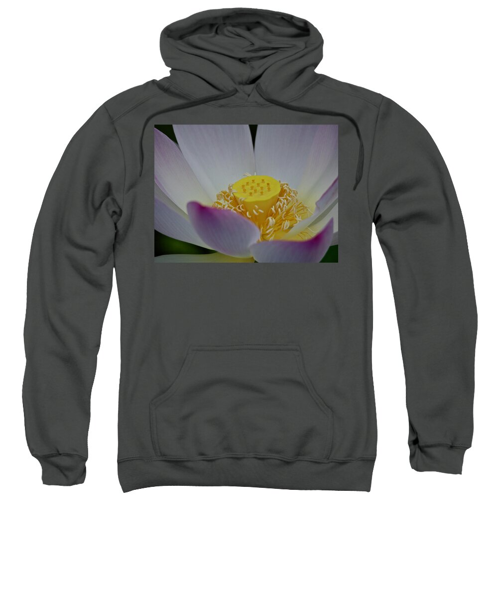 Lotus Sweatshirt featuring the photograph An Open Lotus Blossom by L Bosco