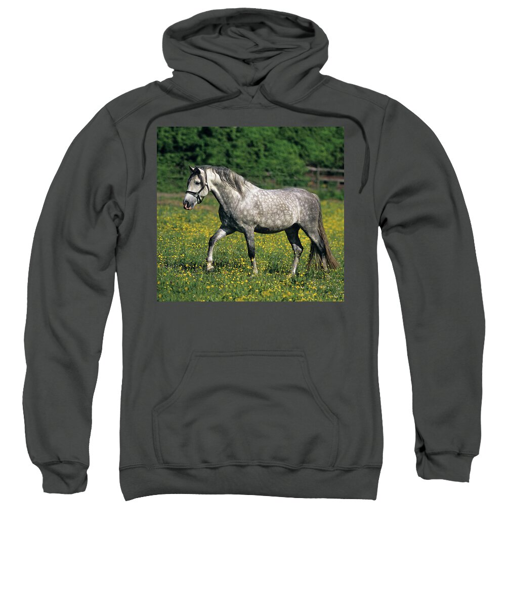 Estock Sweatshirt featuring the digital art Andalusian Stallion by Robert Maier