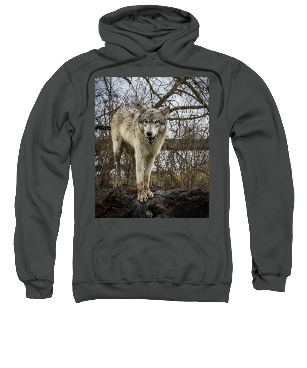Wolf Wolves Sweatshirt featuring the photograph Anit I Pretty by Laura Hedien