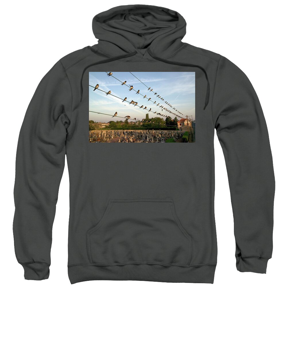 00620512 Sweatshirt featuring the photograph Barn Swallows on Wires by Cyril Ruoso