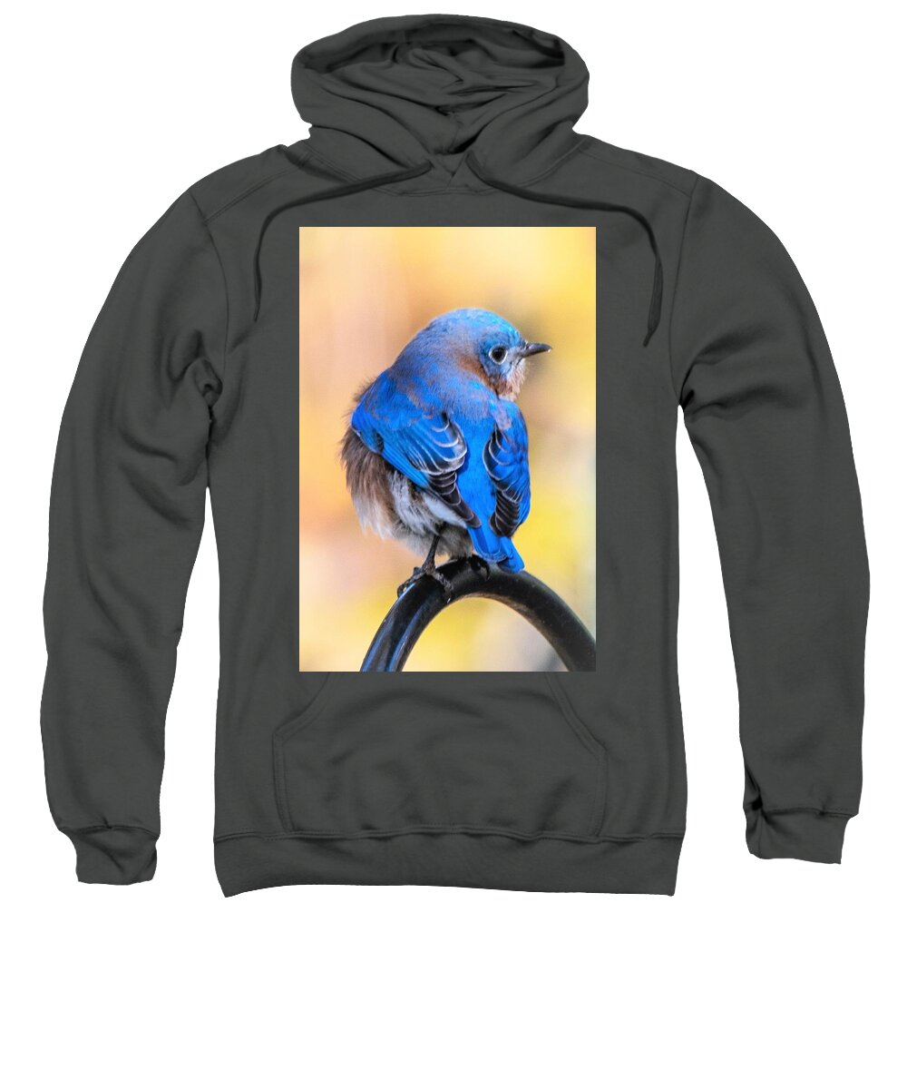 Eastern Bluebird Sweatshirt featuring the photograph Beautiful Bluebird by Mary Ann Artz