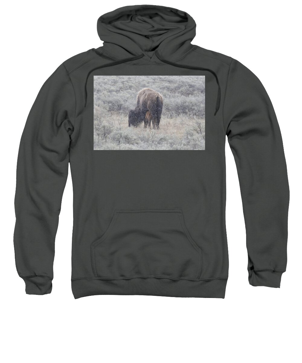 Yellowstone Sweatshirt featuring the photograph Bison and nursing calf by C Ribet