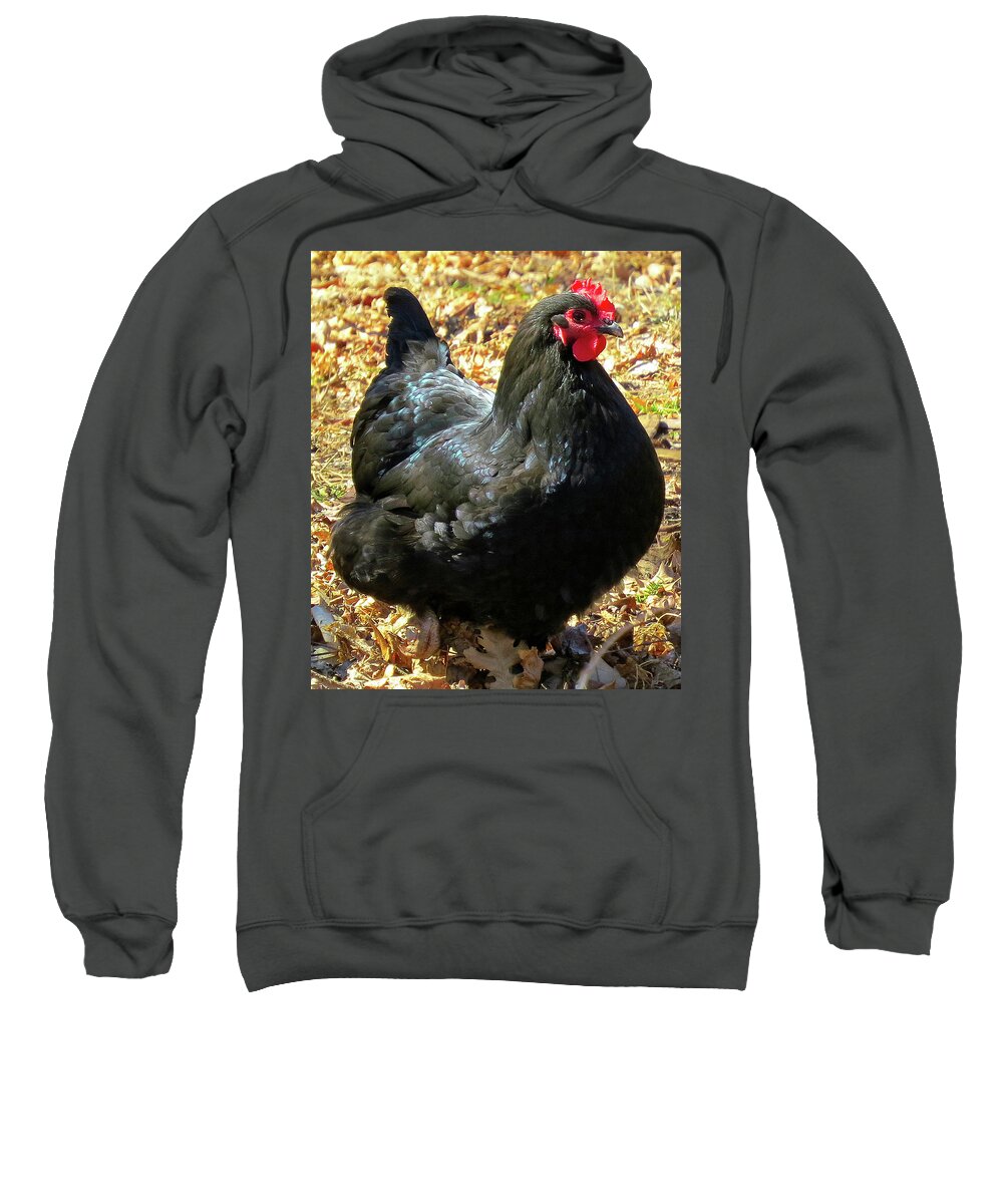 Black Chickens Sweatshirt featuring the photograph Black Jersey Giant by Linda Stern