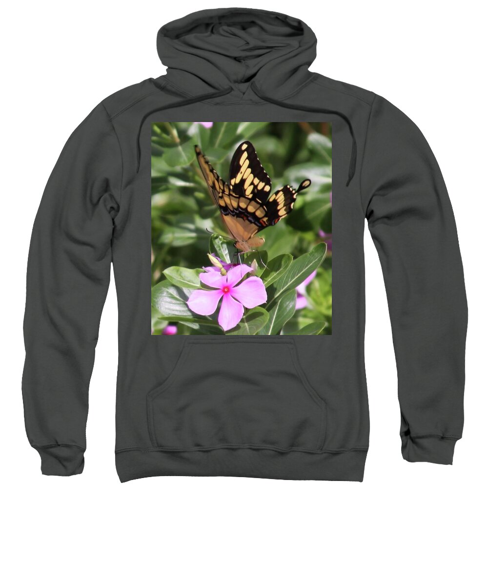 Butterfly Drinking Nectar Sweatshirt featuring the photograph Butterfly Drinking Nectar by Philip And Robbie Bracco