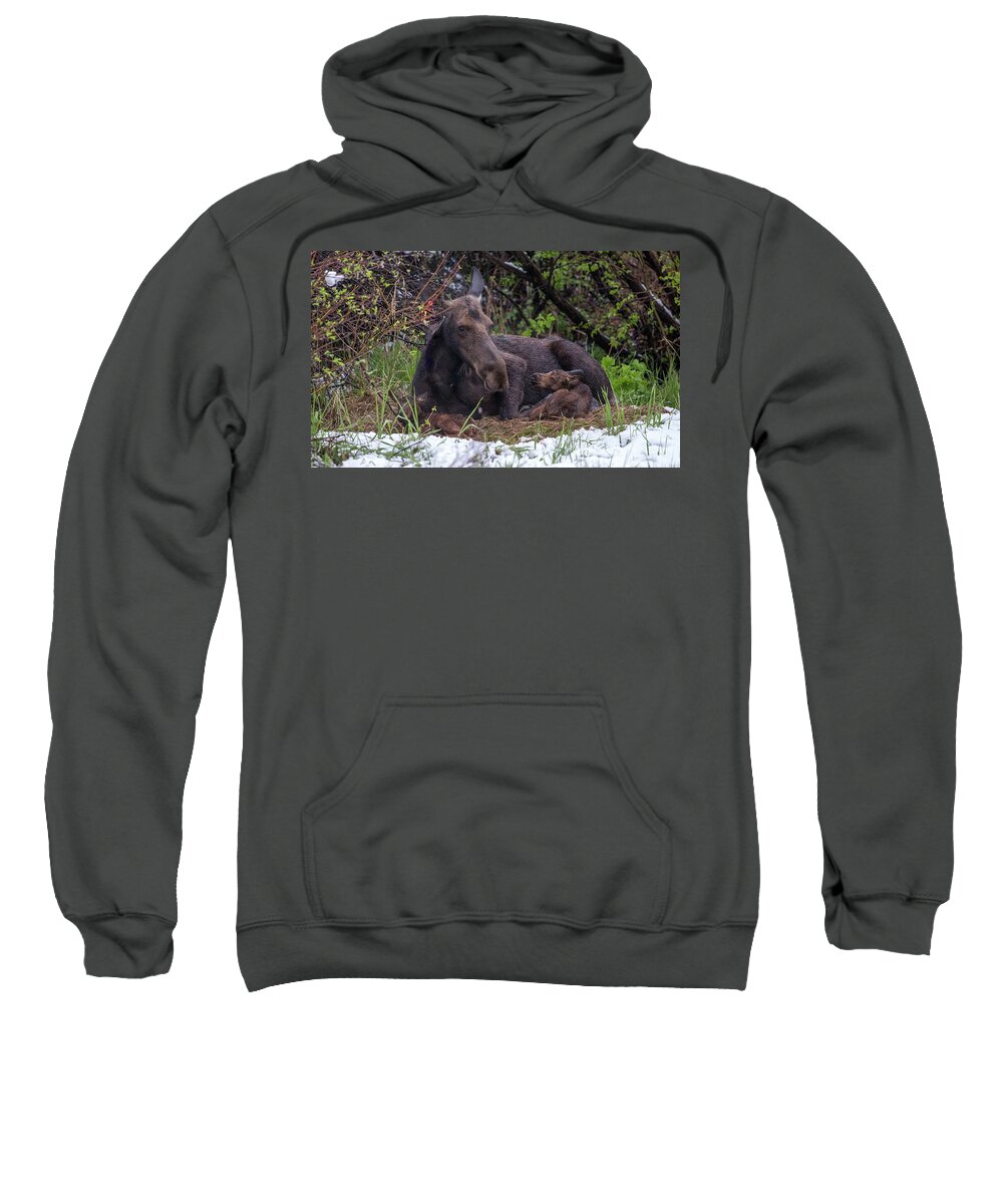 2019 Sweatshirt featuring the photograph Casey's Gift by Kevin Dietrich
