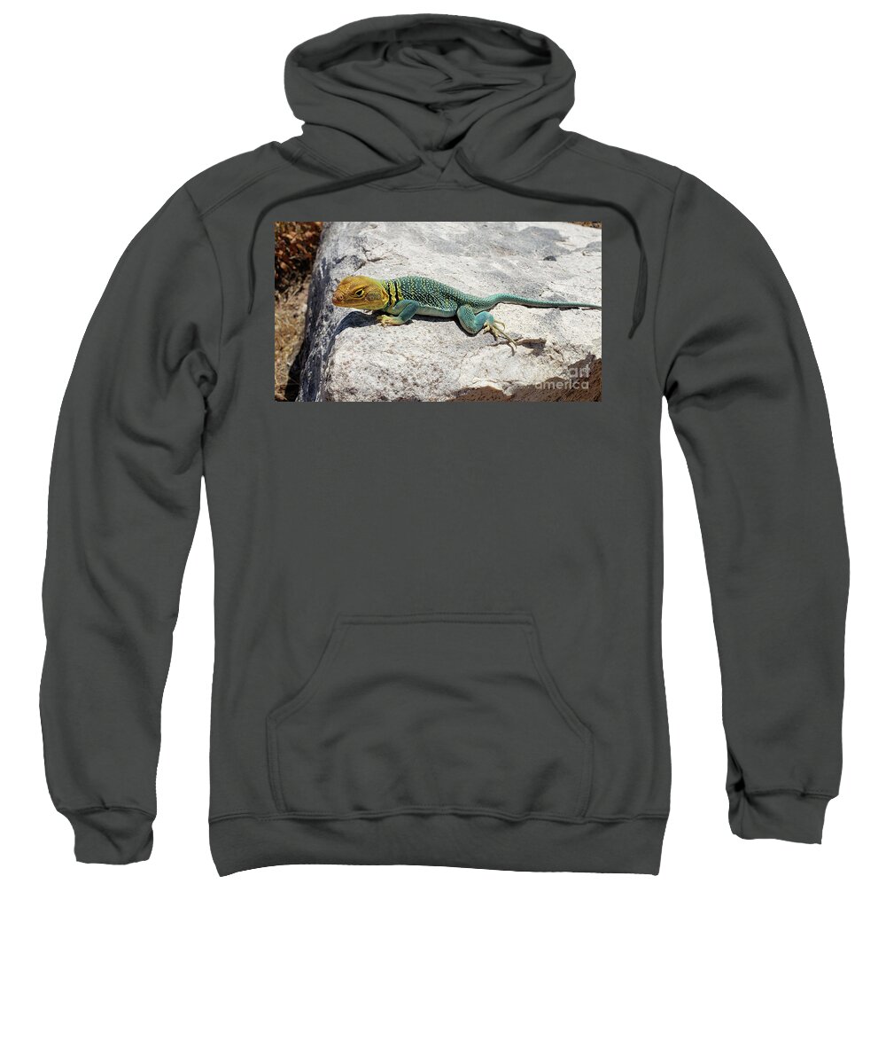 Colorado Sweatshirt featuring the photograph Collared Lizard by Julia McHugh