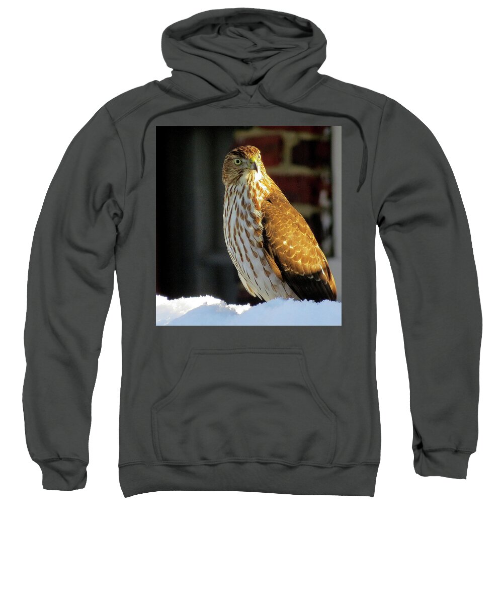 Cooper's Hawk Sweatshirt featuring the photograph Cooper's Hawk in the Snow by Linda Stern
