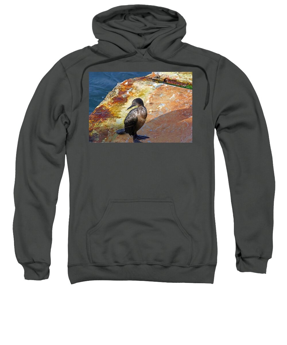 Cormorant Sweatshirt featuring the photograph Double-Crested Cormorant by Anthony Jones