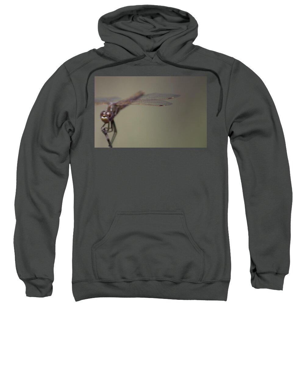 Insect Sweatshirt featuring the photograph Dragonfly #1 by Jonathan Thompson