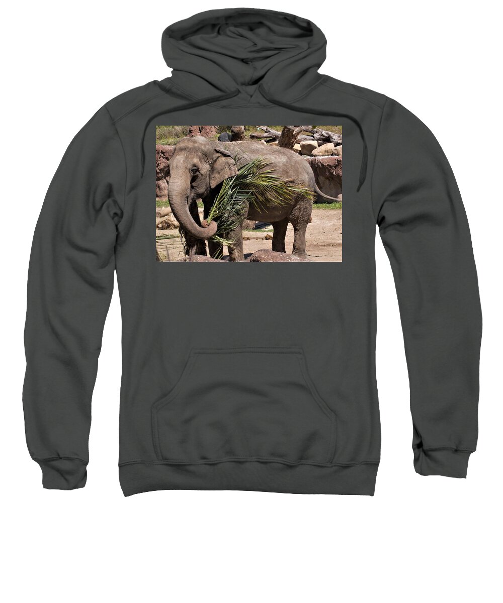 Elephant Sweatshirt featuring the photograph Elephant Play by Margaret Zabor
