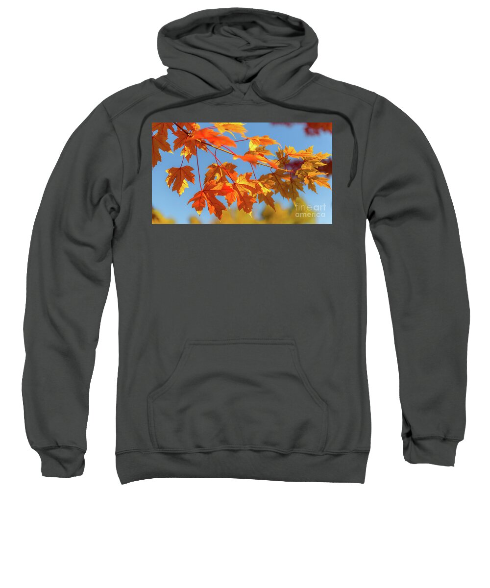 Love Sweatshirt featuring the photograph Fall Foliage by Dheeraj Mutha