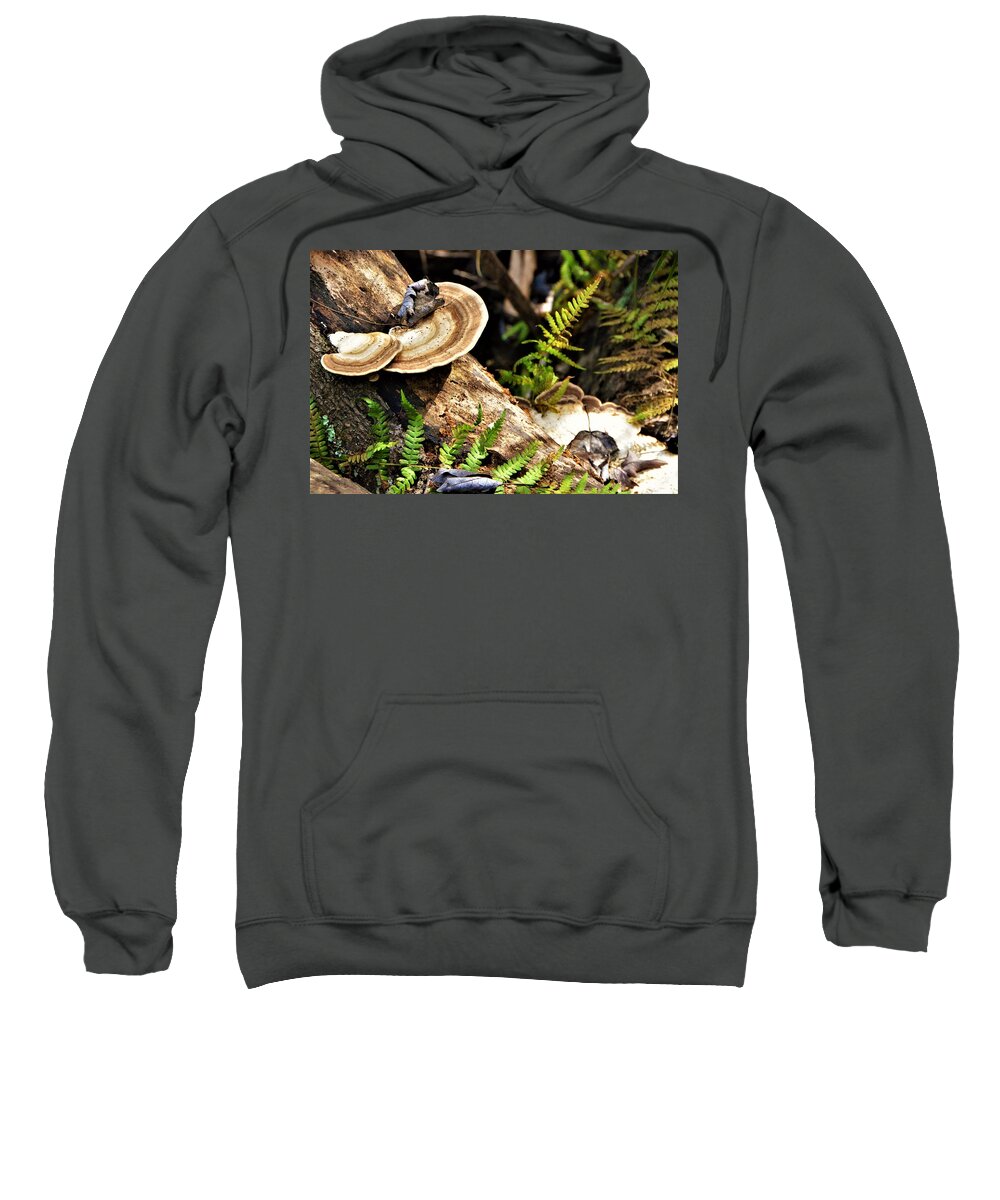 Mushrooms Sweatshirt featuring the photograph Florida forest by Chuck Brown