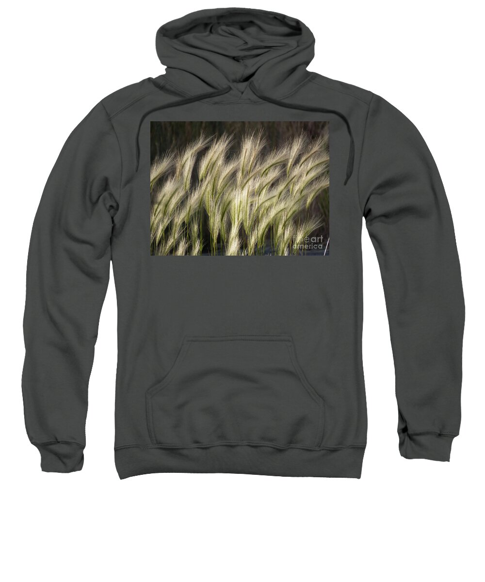 Photograph Sweatshirt featuring the photograph Foxtail Barley Grass by Christy Garavetto