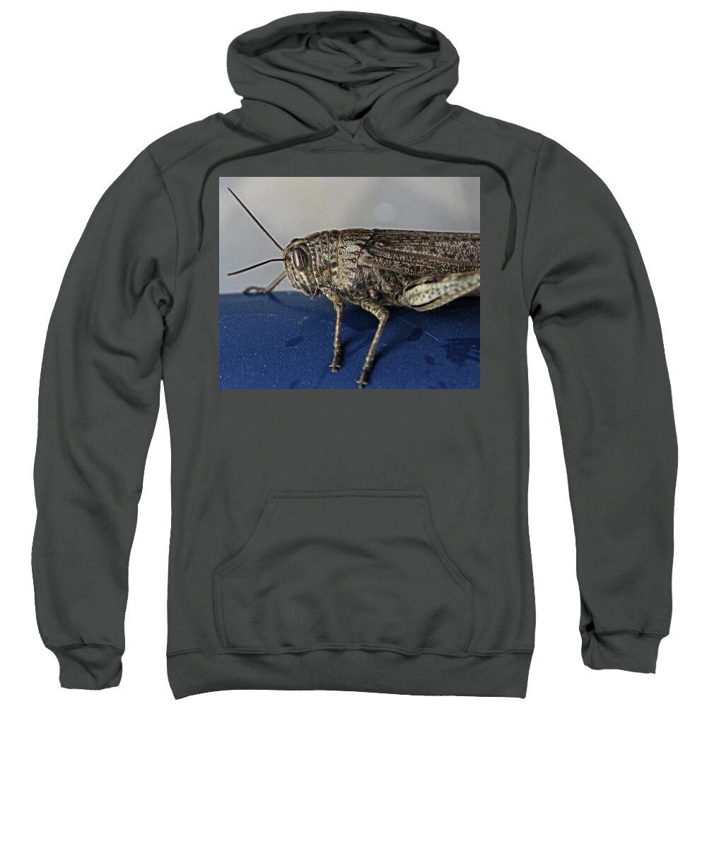 Grasshopper Sweatshirt featuring the photograph Grasshopper macro by Martin Smith