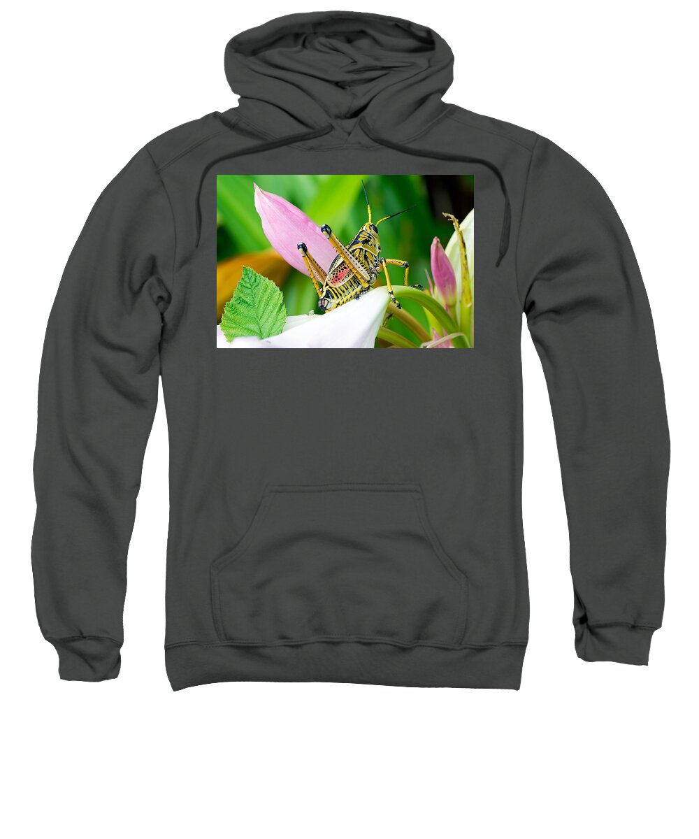 Wildlife Sweatshirt featuring the photograph Grasshopper View Of Life by Kenneth Albin