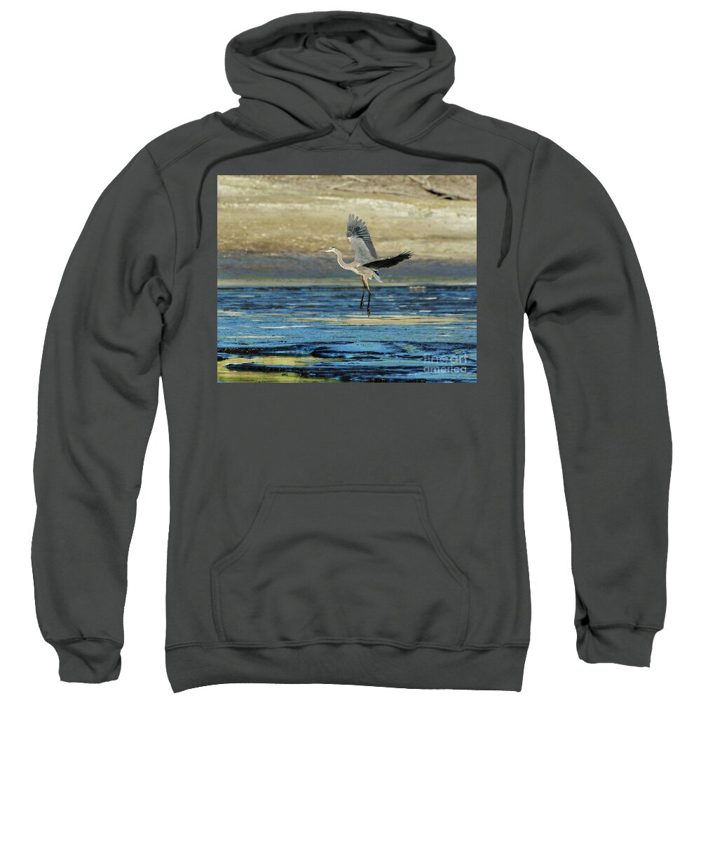 Great Blue Heron Sweatshirt featuring the photograph Great Blue Heron Landing on Rosemary Lake at Sunset by Ilene Hoffman