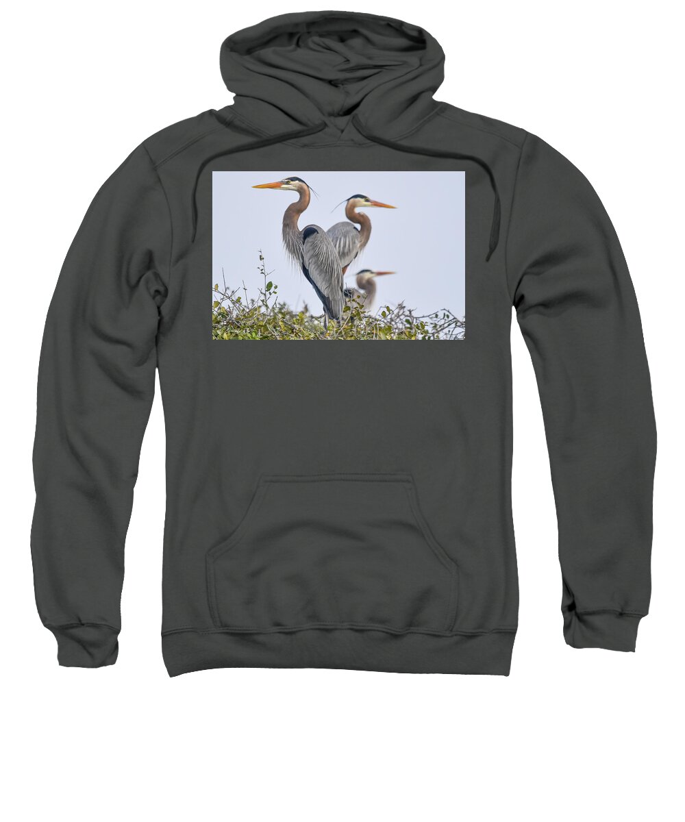 Heron Sweatshirt featuring the photograph Herons Showing a Little Heart by Christopher Rice