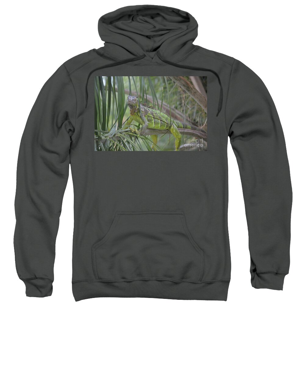  Aicy Sweatshirt featuring the photograph How Relaxed Can I Get? by Aicy Karbstein