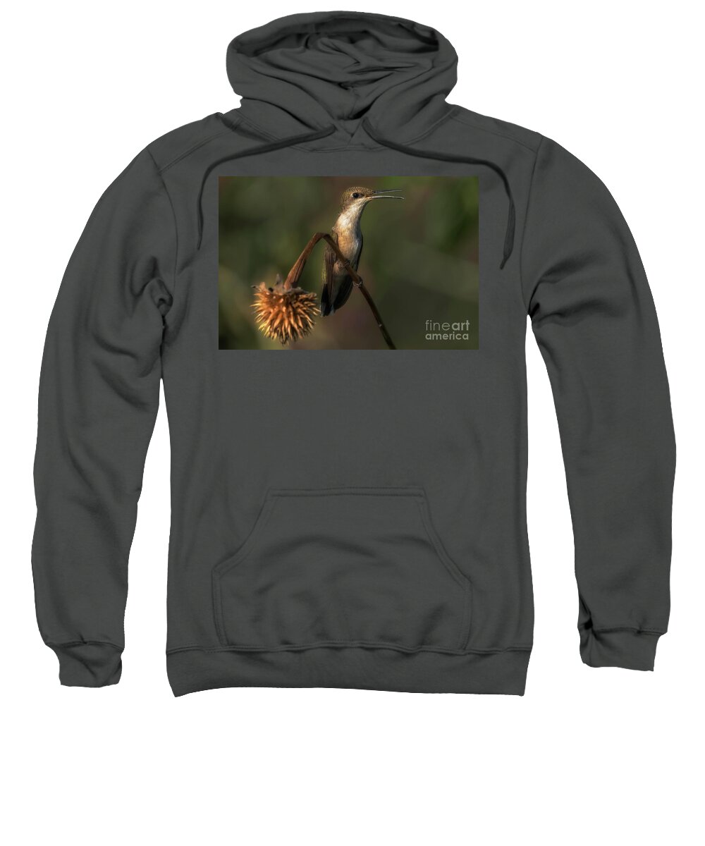 Hummingbird Sweatshirt featuring the photograph Hummingbird Sitting by Bill Frische