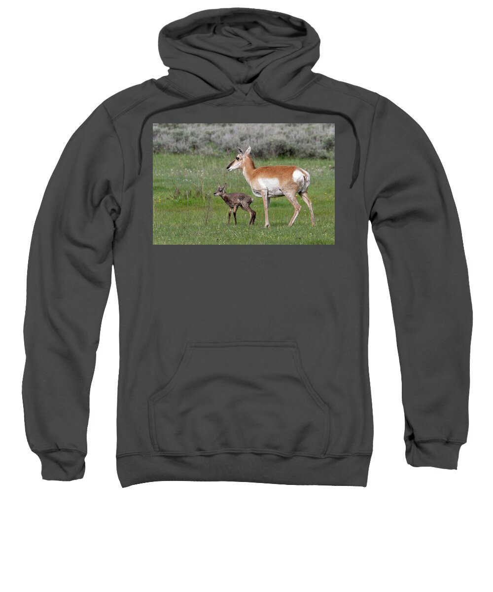 Pronghorn Sweatshirt featuring the photograph I can stand by Ronnie And Frances Howard