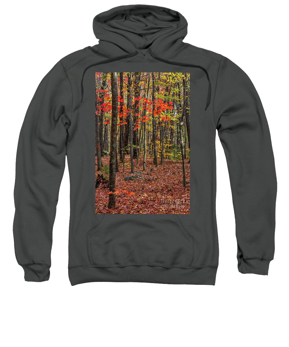 Fort-mountain Sweatshirt featuring the photograph In The Woods by Bernd Laeschke