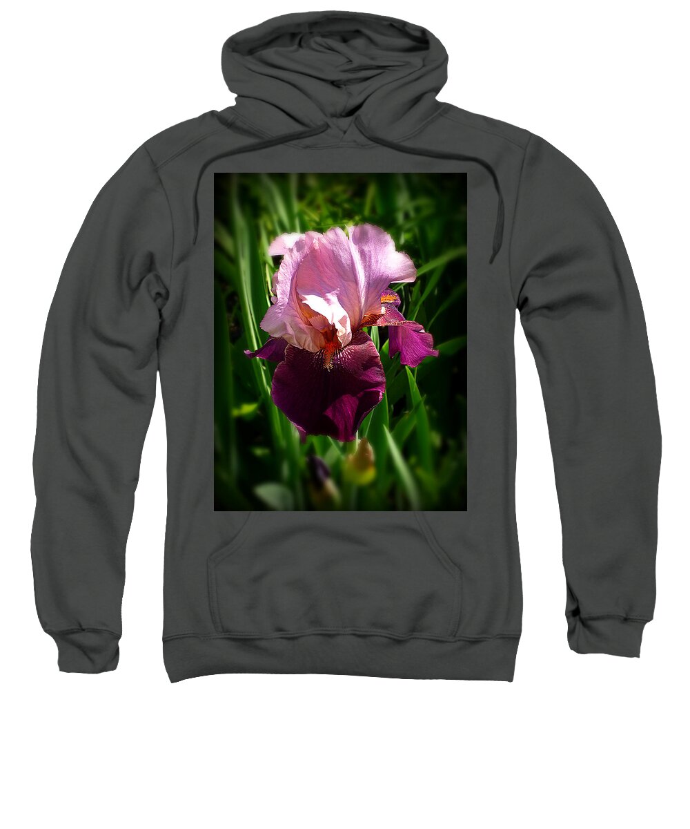 Pink Bearded Iris Sweatshirt featuring the photograph Iris in Pink and Violet by Mike McBrayer