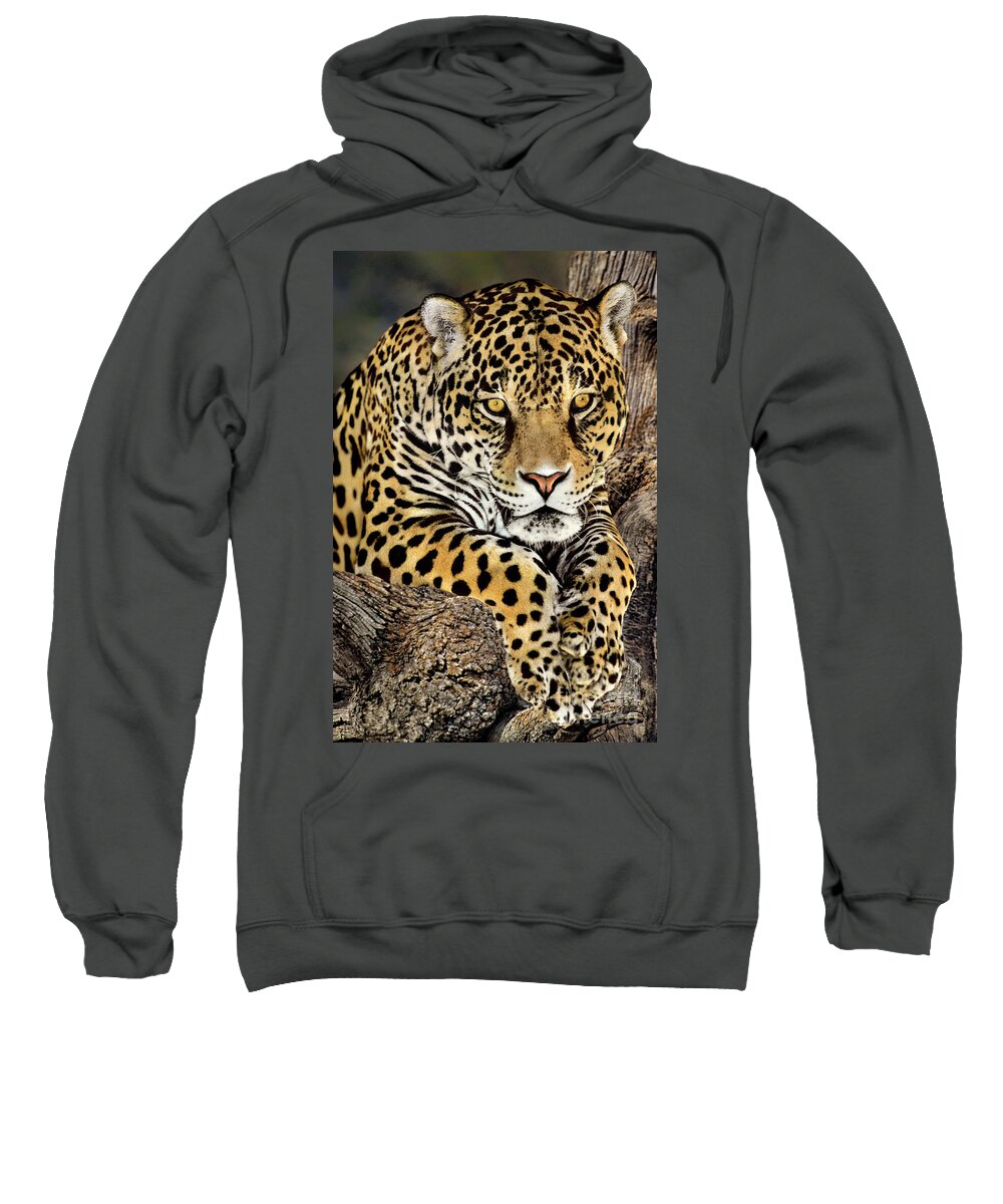 Jaguar Sweatshirt featuring the photograph Jaguar Portrait Wildlife Rescue by Dave Welling